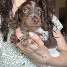 Dachshund Puppies from The Teacup Homestead Miniature Dachshunds