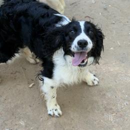 Marcy - English Springer Spaniel