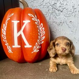Faith - Dapple female Dachshund puppy in Brandon, Florida from Knights Dachshunds