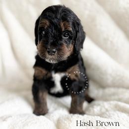 Hash brown - Phantom male Bernedoodle puppy in Temecula, California from Brookside Bernedoodles