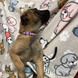 Big girl - Yellow Dutch Shepherd puppy in Sierra Vista, Arizona from KnightWatch K-9