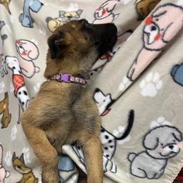 Big girl - Yellow Dutch Shepherd puppy in Sierra Vista, Arizona from KnightWatch K-9