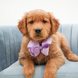 Tootsie - Dark golden female Golden Retriever puppy in Elmwood Park, Illinois from Goldens&MiniAussiesWithFinesse