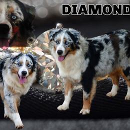 Diamond - Australian Shepherd