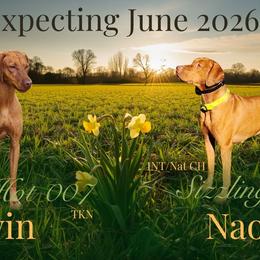 Vizsla puppies from Sizzling Hot Vizsla's