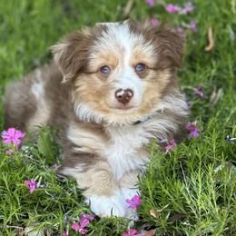 Aussiedoodle and Miniature American Shepherd Puppies from Lori Davis