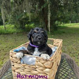 Harmony - Phantom female Goldendoodle puppy in Sanderson, Florida from Serenity Goldendoodles
