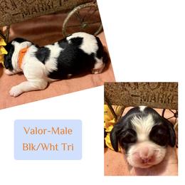 Valor - Black white and tan male English Springer Spaniel puppy in Madison, Indiana from McCollough's Pawsome Spaniels and Danny's Delightful Dachshunds