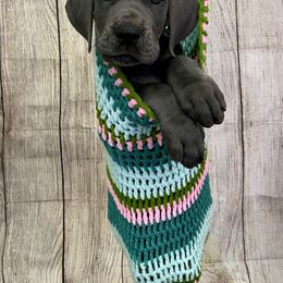 Great Dane Puppies from Lazuli Great Danes
