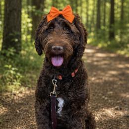 Sadie - Goldendoodle