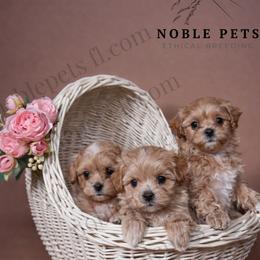 Maltipoo puppies from Noble Pets