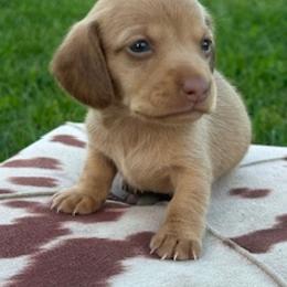 Ruby - Cream female Dachshund puppy in Oklahoma from Rockin’ S Kennel