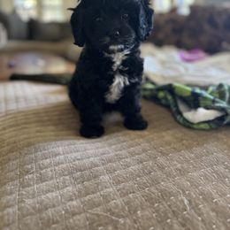 Cavapoo and Shihpoo Puppies from Haus of Doodles