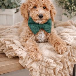 Easton - Red  male Goldendoodle puppy in Iola, Texas from Supreme Doodles of Texas