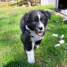 Aries - Black & white male Australian Shepherd puppy in Quincy, Massachusetts from William's Aussies