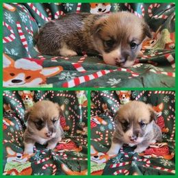 Pembroke Welsh Corgi Puppies from Corgis by the Lake