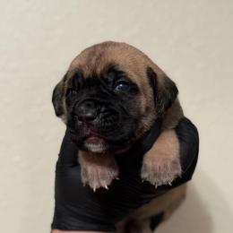 Sienna - Fawn female Cane Corso puppy in Houston, Texas from Mortaio Cane Corso