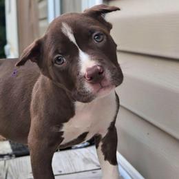 Chocolate Female 2 - Chocolate tri-color female American Bully puppy in Lexington, Kentucky from Deuce's Den
