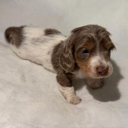 Vixen AKC - Piebald female Dachshund puppy in Erie, Michigan from Champagne’s Grinch Toe’d Dachshunds
