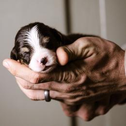 Benjamin - Black and tan male Pembroke Welsh Corgi puppy in South Otselic, New York from Ridge Top Corgis