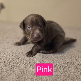 Female 1 - Chocolate female Labrador Retriever puppy in Anderson, Texas from TLS Retrievers