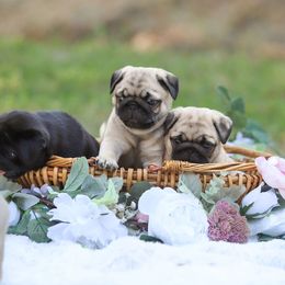 Pug Puppies from Malta Pugs