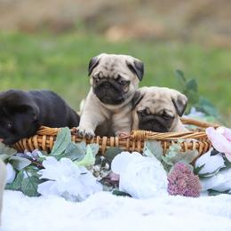 Pug Puppies from Malta Pugs