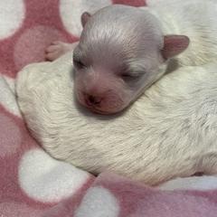 Bolognese Puppies from Mesilla Valley Bolognese