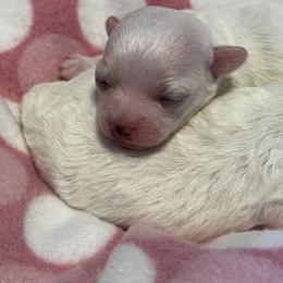Bolognese Puppies from Mesilla Valley Bolognese