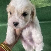 Faith - Apricot and white female Cavachon puppy in Kerrville, Texas from Blount pups