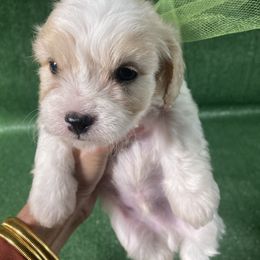 Faith - Apricot and white female Cavachon puppy in Kerrville, Texas from Blount pups