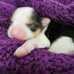 Yorkshire Terrier Puppies from Lady A's Yorkies