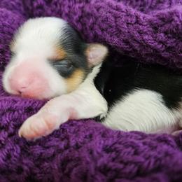Yorkshire Terrier Puppies from Lady A's Yorkies