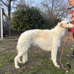 Ally - White female Borzoi puppy in Marysville, California from Justart Borzoi