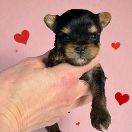 Twinkle - Blue and gold male Yorkshire Terrier puppy in Kendallville, Indiana from Yorkies Kisses