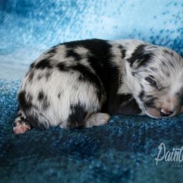 Australian Shepherd and Miniature Australian Shepherd Puppies from Painted Blue Aussies