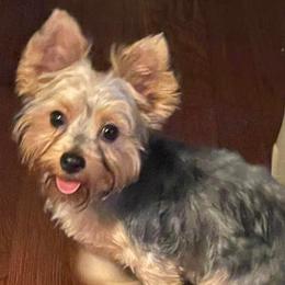 Biewer Terriers and Yorkshire Terriers from Heritage Yorkie and Biewers Kennel
