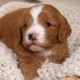 Forrest - Red male Cavapoo puppy in Theodore, Alabama from Horton & Co. Cavapoos