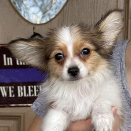 Lego - White and sable male Papillon puppy in Boardman, Ohio from Taliaferro Kennel