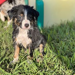 Black Tri Female 2 - Australian Shepherd puppy in Mc Alisterville, Pennsylvania from Colibri Acres And Farm