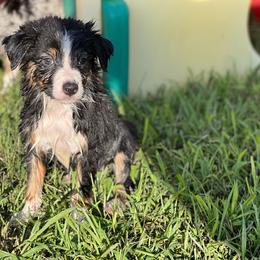 Black Tri Female 2 - Australian Shepherd puppy in Mc Alisterville, Pennsylvania from Colibri Acres And Farm