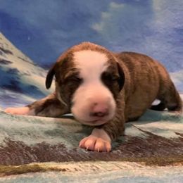 Whippet Puppies from Liberty Whippets