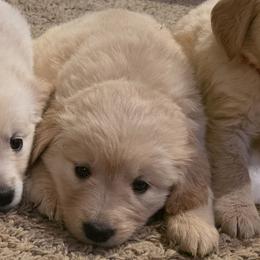 Baby girl white - Light golden female Golden Retriever puppy in Clarksville, Tennessee from 255 Goldens