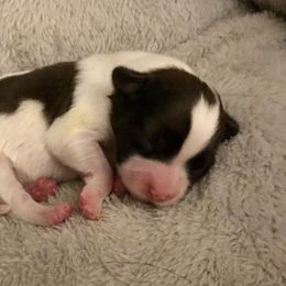 Papillon Puppies from 329 Cheerio Tiny Papillons