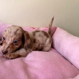 Gigi - Dapple female Dachshund puppy in Magnolia, Texas from Carrie’s Countryside Dachshunds
