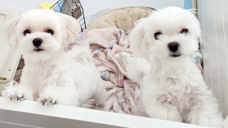 Maltese All Grown Up from MaltesePark