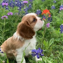 Aussiedoodles, Cavalier King Charles Spaniels, and Miniature Australian Shepherds from Triple Cross Doodles
