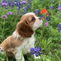 Aussiedoodles, Cavalier King Charles Spaniels, and Miniature Australian Shepherds from Triple Cross Doodles