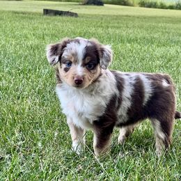 Miniature Australian Shepherd and Toy Australian Shepherd Puppies from Kickapoo Creek Toy & Mini Aussies