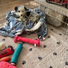 Boy 1 - Miniature Australian Shepherd puppy in Roseville, California from Golden State Mini Aussies